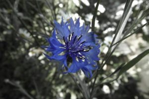 Blue Cornflower - the pain of infertility