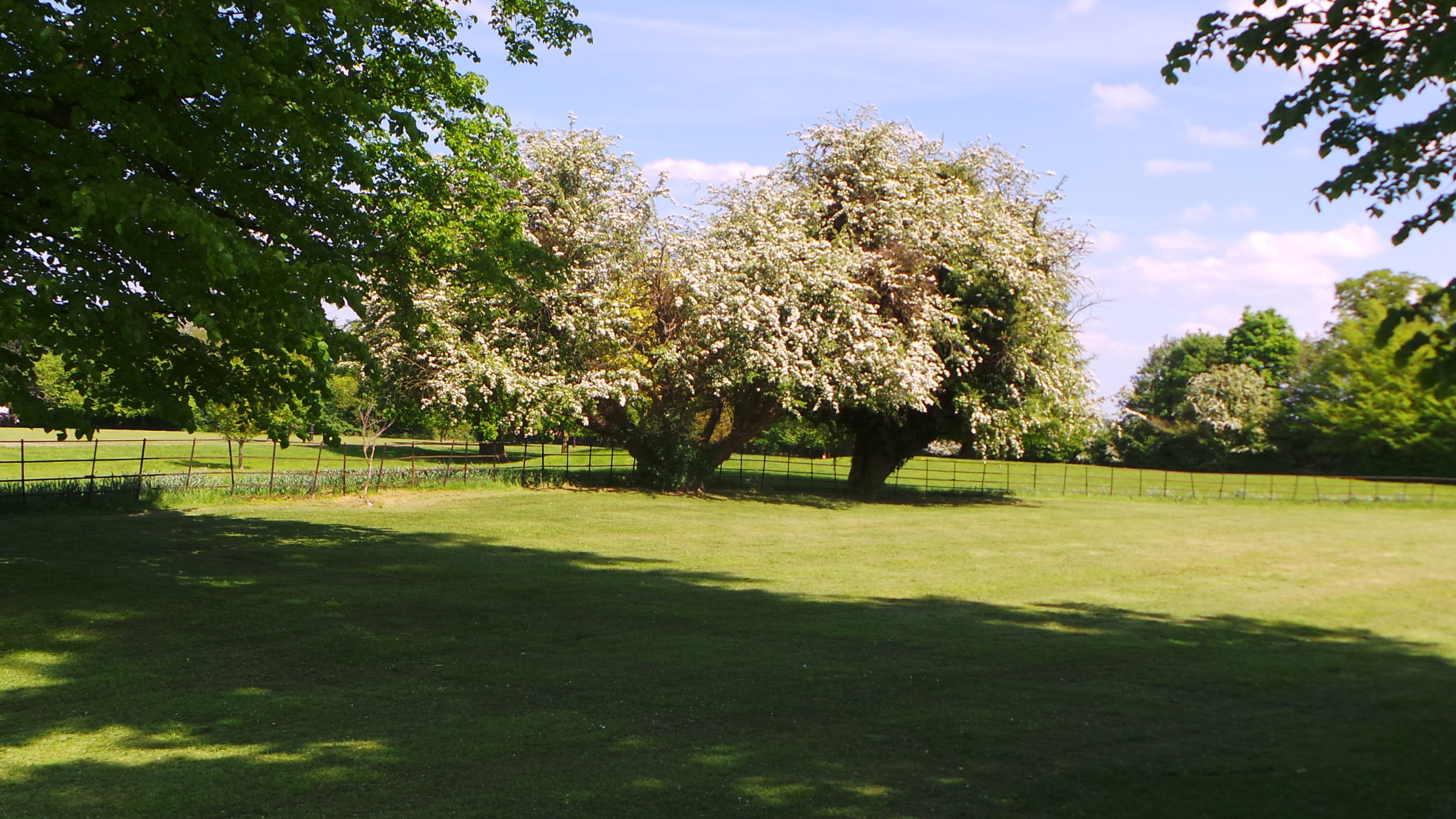 Looking across the Bourn Hall grounds