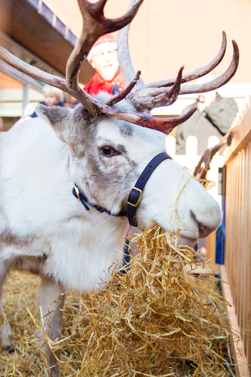 Wickford at Christmas Street Fair- Reindeer