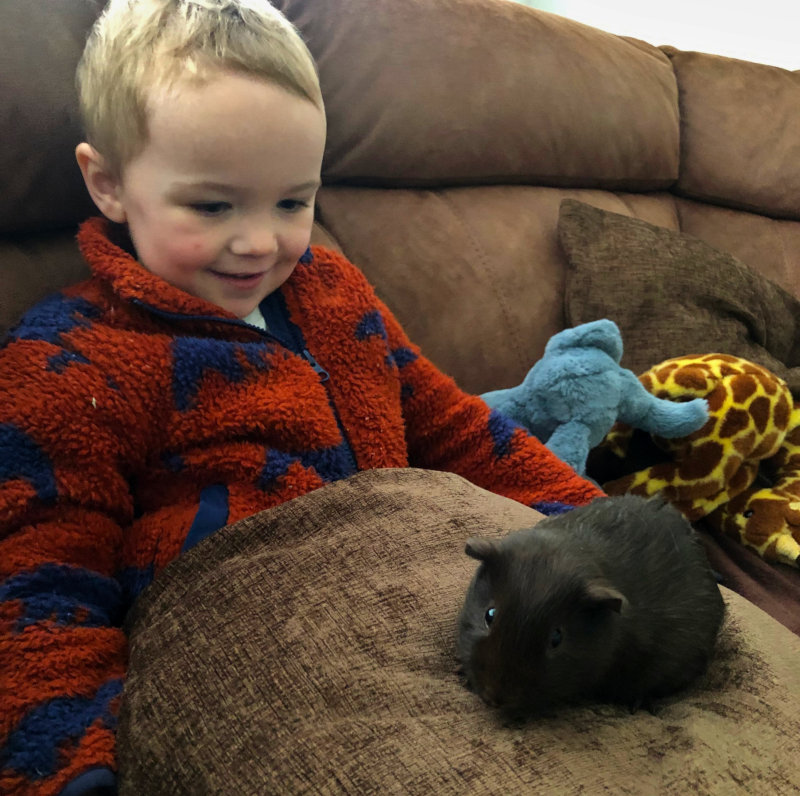 Bear and his birthday guinea-pig