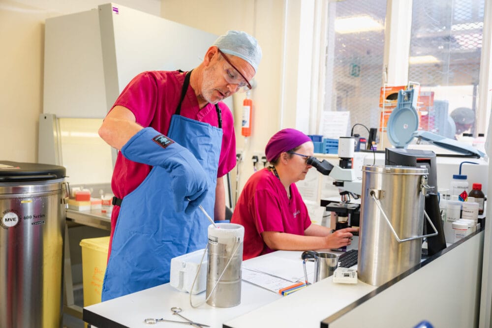 Embryologists in a laboratory, one freezing a sample and the other looking down a microscope.