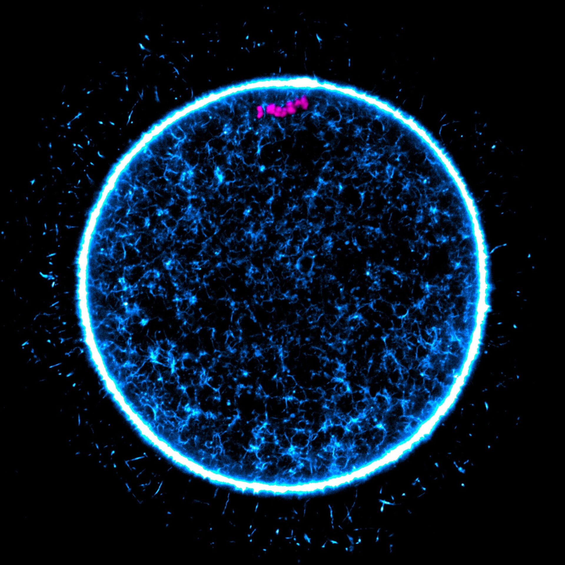 The human egg before it partitions its DNA. (c) Agata Zielinska / Max Planck Institute for Multidisciplinary Sciences 